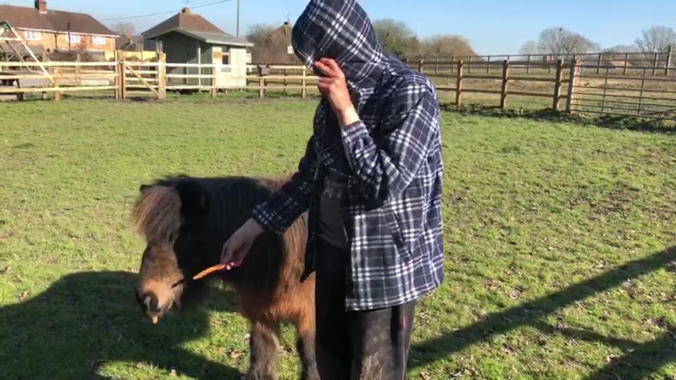 Feeding the Shetland pony
